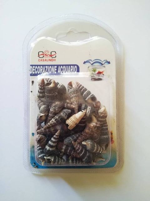 Seashell Design 1
