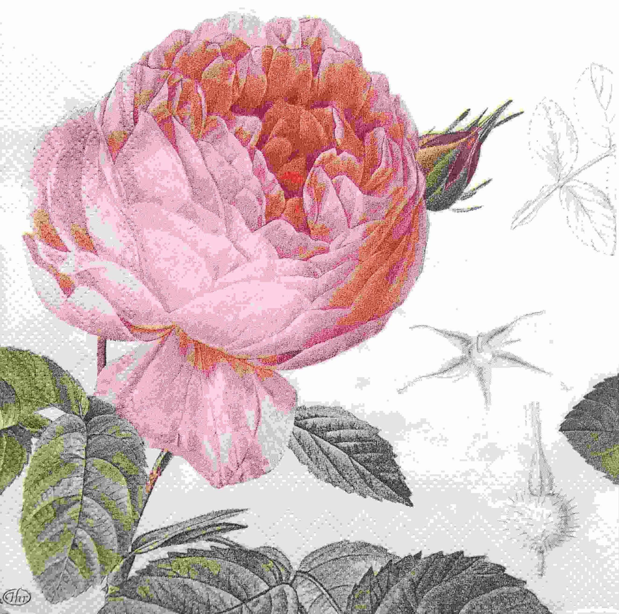 Decoupage Napkin / Tissue papers - GT1803