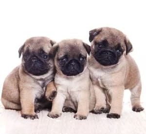 Decoupage Napkin / Tissue papers - GT2820 Decoupage Napkin / Tissue papers - GT2820