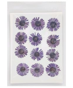 Dry Pressed Flowers - DF46-4