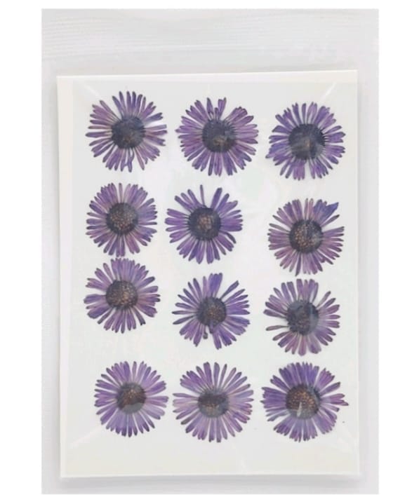 Dry Pressed Flowers - DF46-4