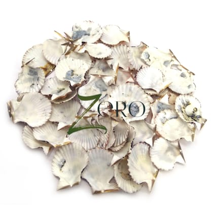 Brand Zero - Mexican Semi Flat Scallops Seashells Graphic Design - 50 Gms