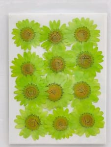 Dry Pressed Flowers - DF45-6 Dry Pressed Flowers - DF45-6