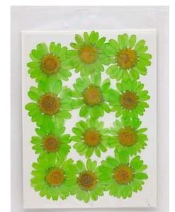 Dry Pressed Flowers - DF45-12