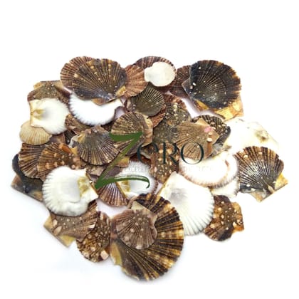 Brand Zero - Mexican Flat Scallops Seashells Graphic Design - 50 Gms