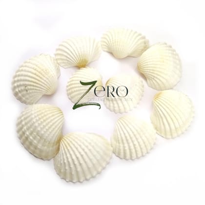 Brand Zero - White Big Curved Scallops Seashells - 50 Gms